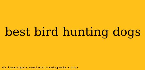 best bird hunting dogs