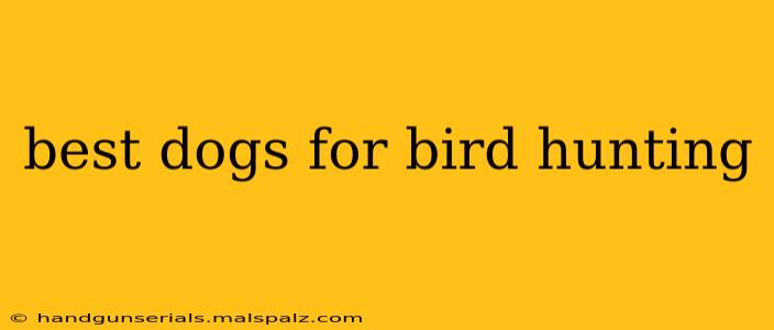 best dogs for bird hunting