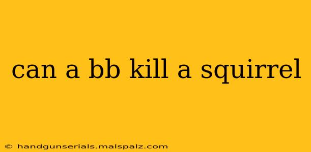 can a bb kill a squirrel