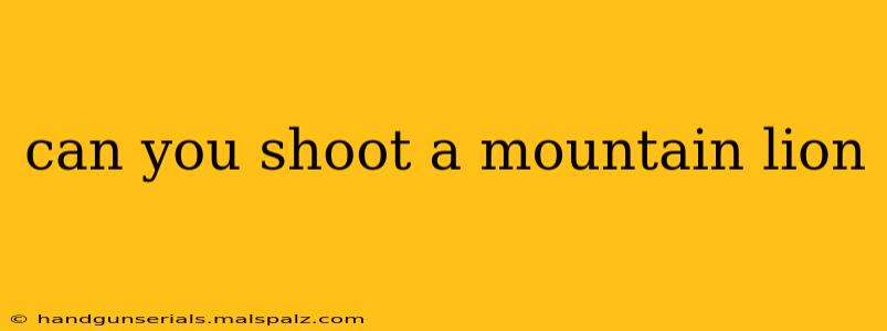 can you shoot a mountain lion