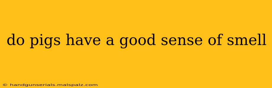 do pigs have a good sense of smell