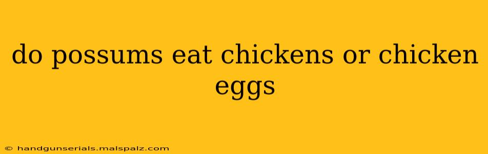 do possums eat chickens or chicken eggs