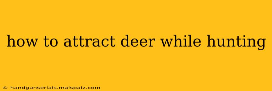 how to attract deer while hunting