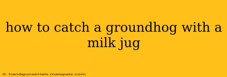 how to catch a groundhog with a milk jug