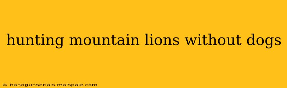 hunting mountain lions without dogs