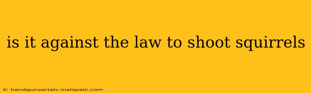 is it against the law to shoot squirrels