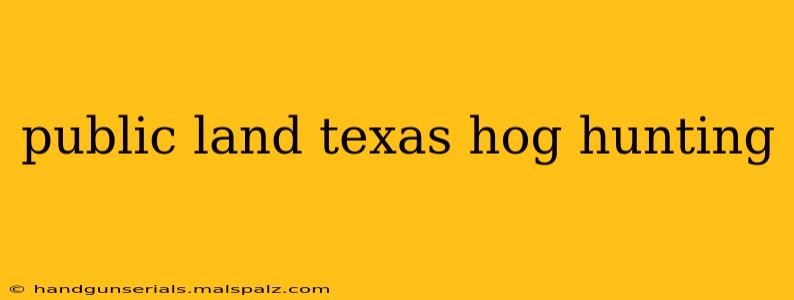 public land texas hog hunting