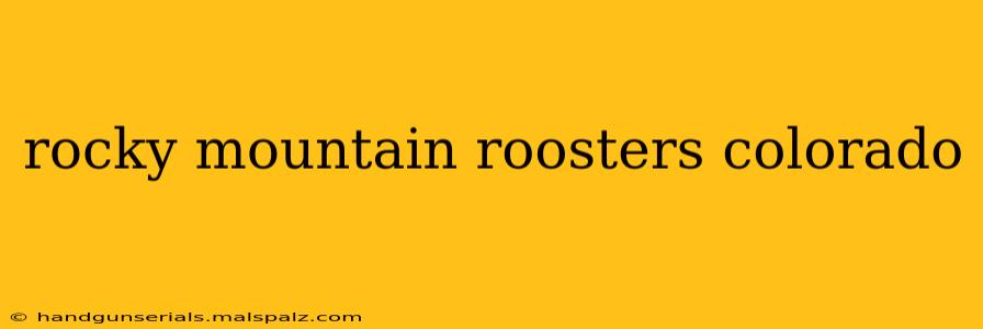 rocky mountain roosters colorado