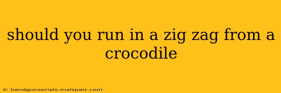 should you run in a zig zag from a crocodile