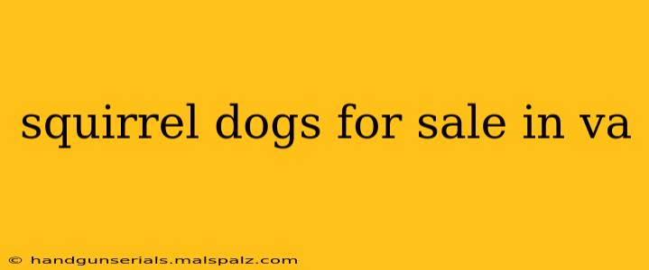 squirrel dogs for sale in va