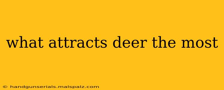 what attracts deer the most