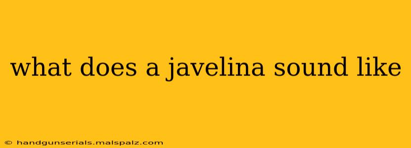 what does a javelina sound like