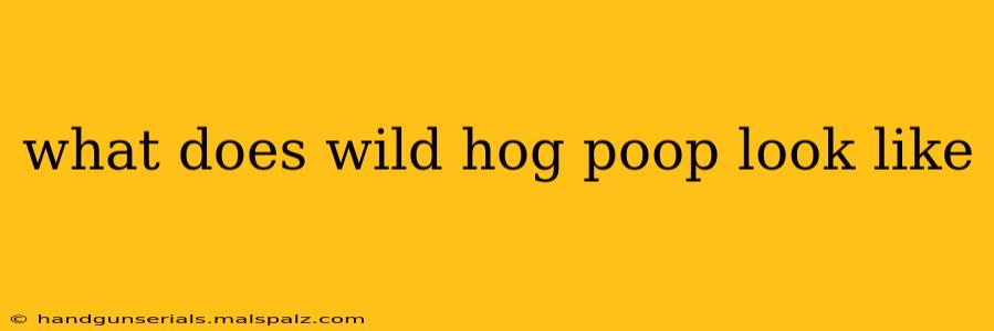 what does wild hog poop look like