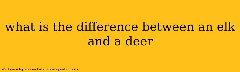 what is the difference between an elk and a deer