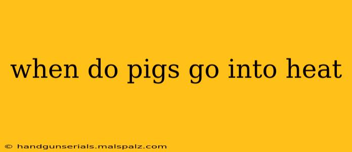 when do pigs go into heat